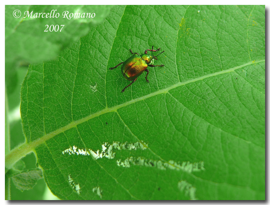 A spasso sulle Alpi Marittime: 5. Byctiscus betulae